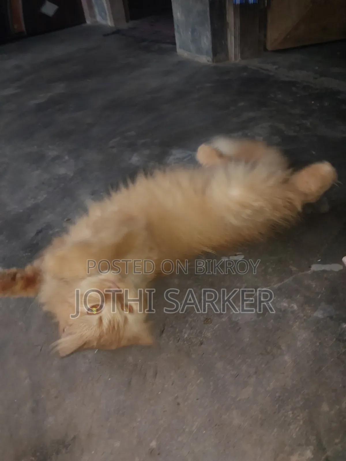 6-12 months Female Purebred Persian