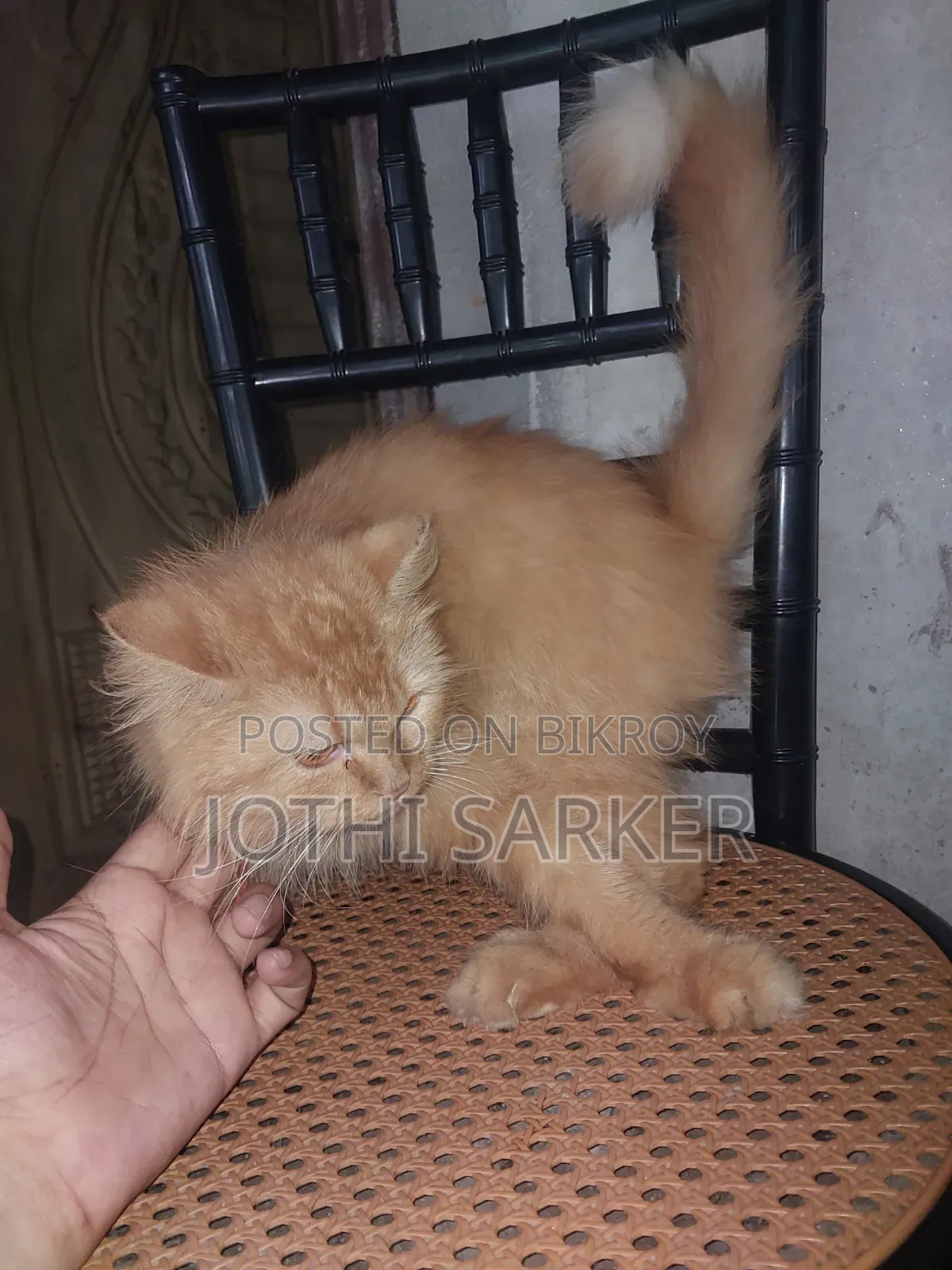 6-12 months Female Purebred Persian