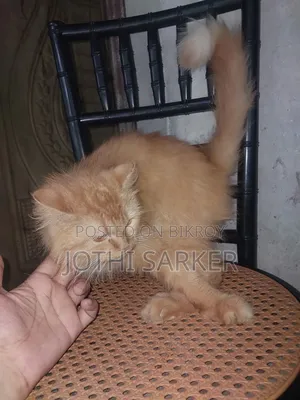 6-12 months Female Purebred Persian