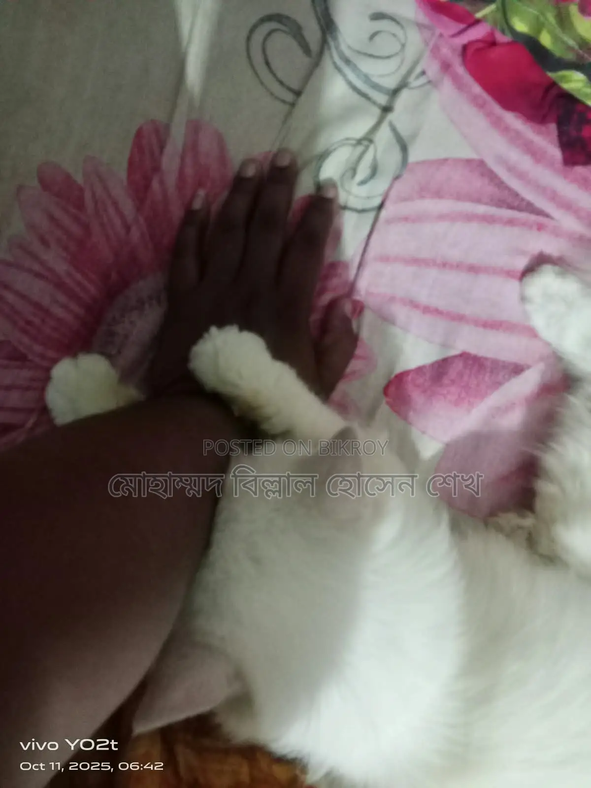 1+ year Female Purebred Persian