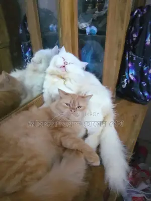 1+ year Female Purebred Persian