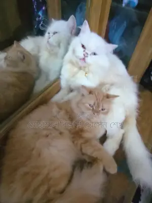1+ year Female Purebred Persian