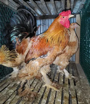 Buff Brahma Chicken Fertile Eggs Available