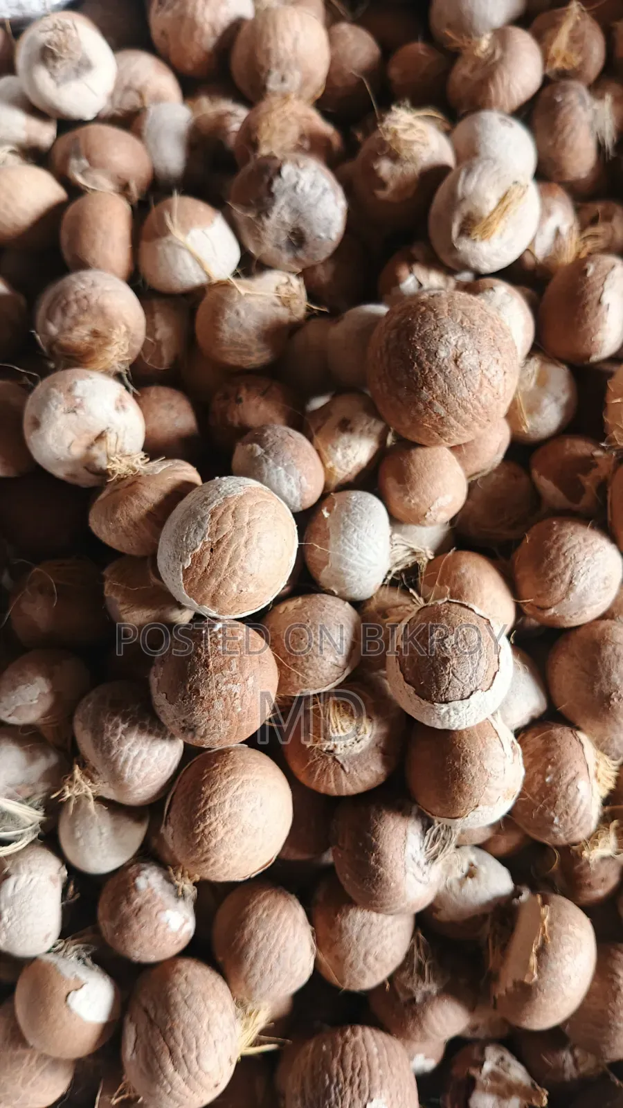 Good dry betel nuts from Noakhali are available, contact if needed