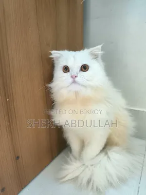6-12 Months Female Purebred Persian