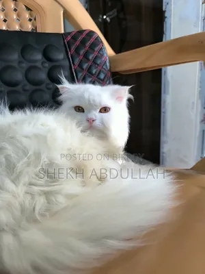 6-12 Months Female Purebred Persian