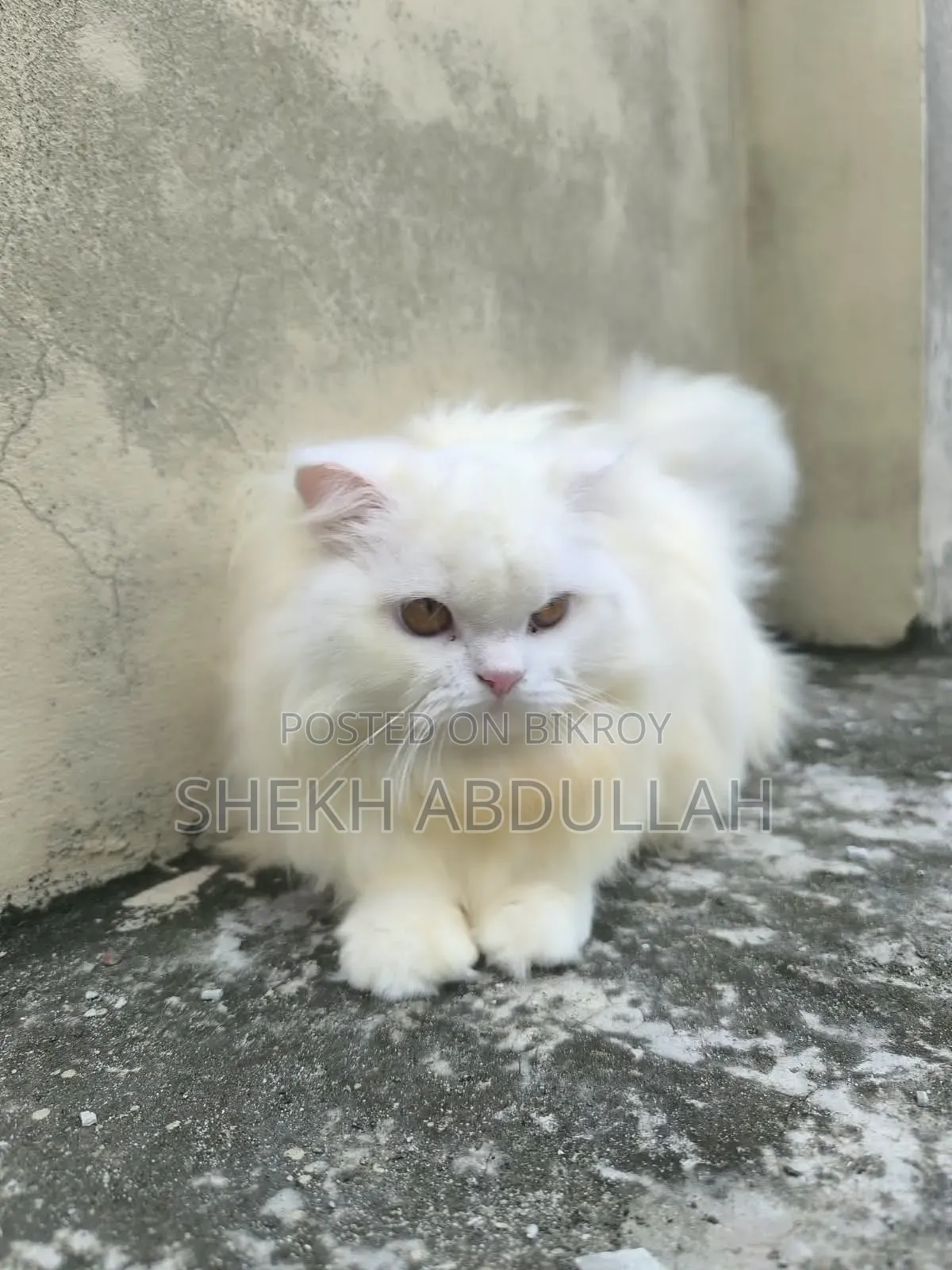 6-12 Months Female Purebred Persian