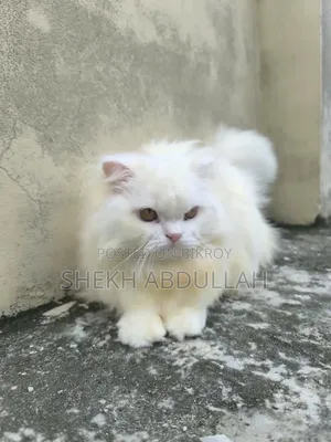 6-12 Months Female Purebred Persian