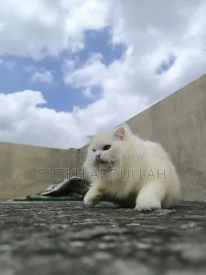 6-12 Months Female Purebred Persian