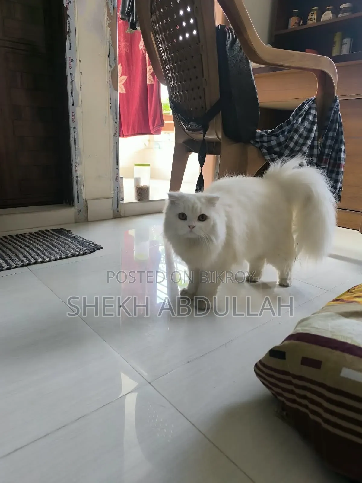 6-12 Months Female Purebred Persian