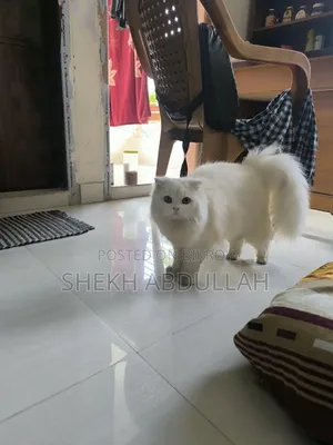 6-12 Months Female Purebred Persian