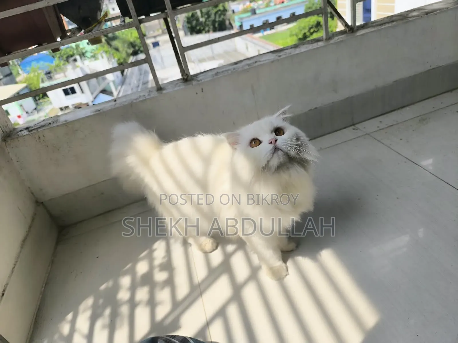 6-12 Months Female Purebred Persian