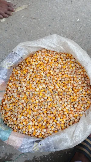 Good quality corn is available, contact if needed