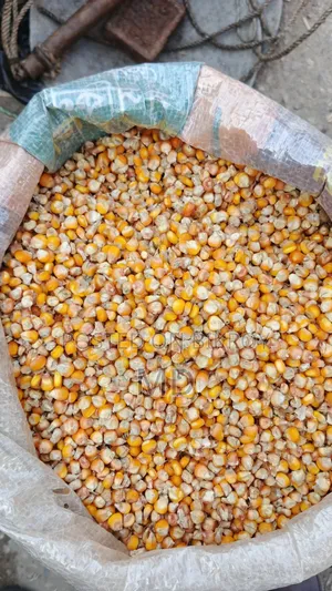 Good quality corn is available, contact if needed