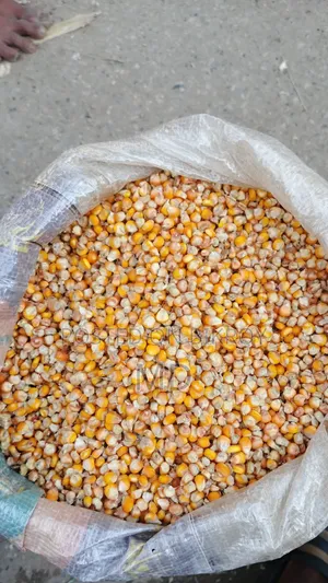 Good quality corn is available, contact if needed