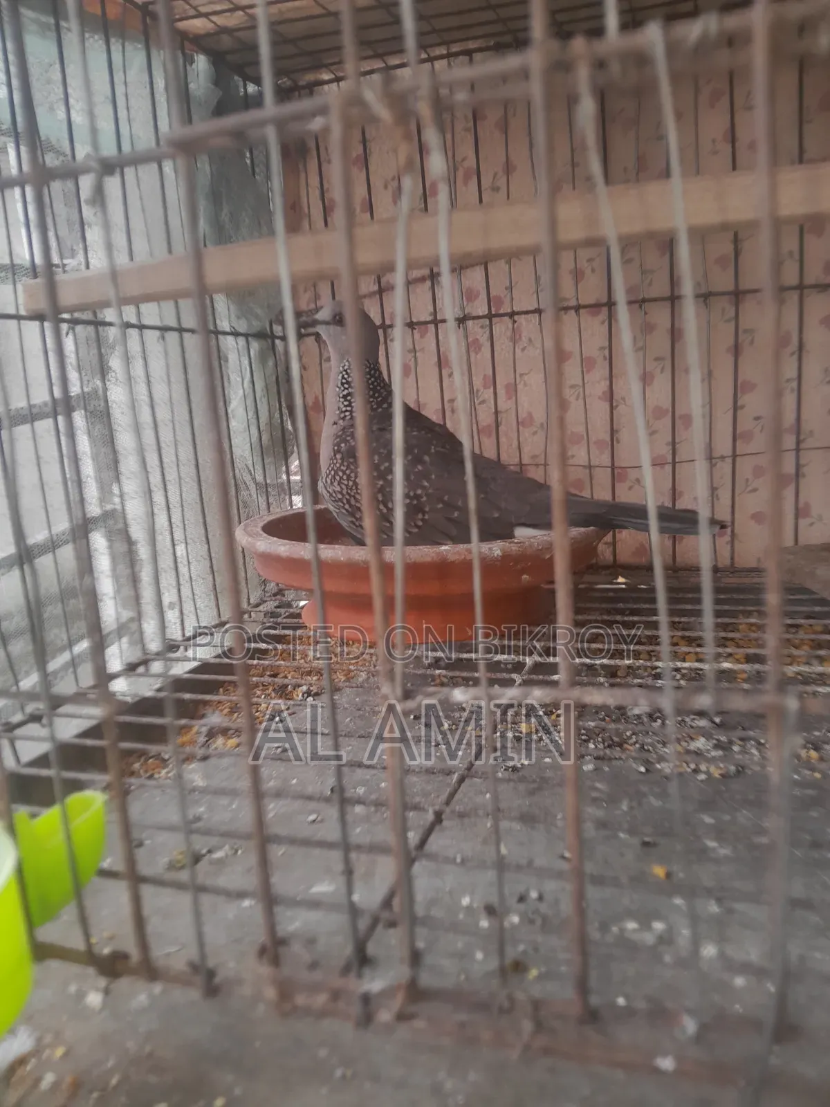 ঘুঘু এক পিস