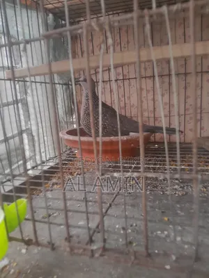 ঘুঘু এক পিস