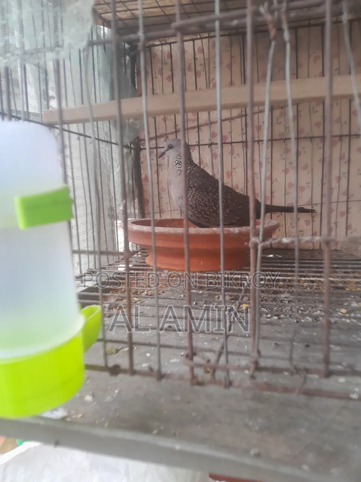 ঘুঘু এক পিস
