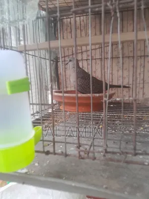 ঘুঘু এক পিস