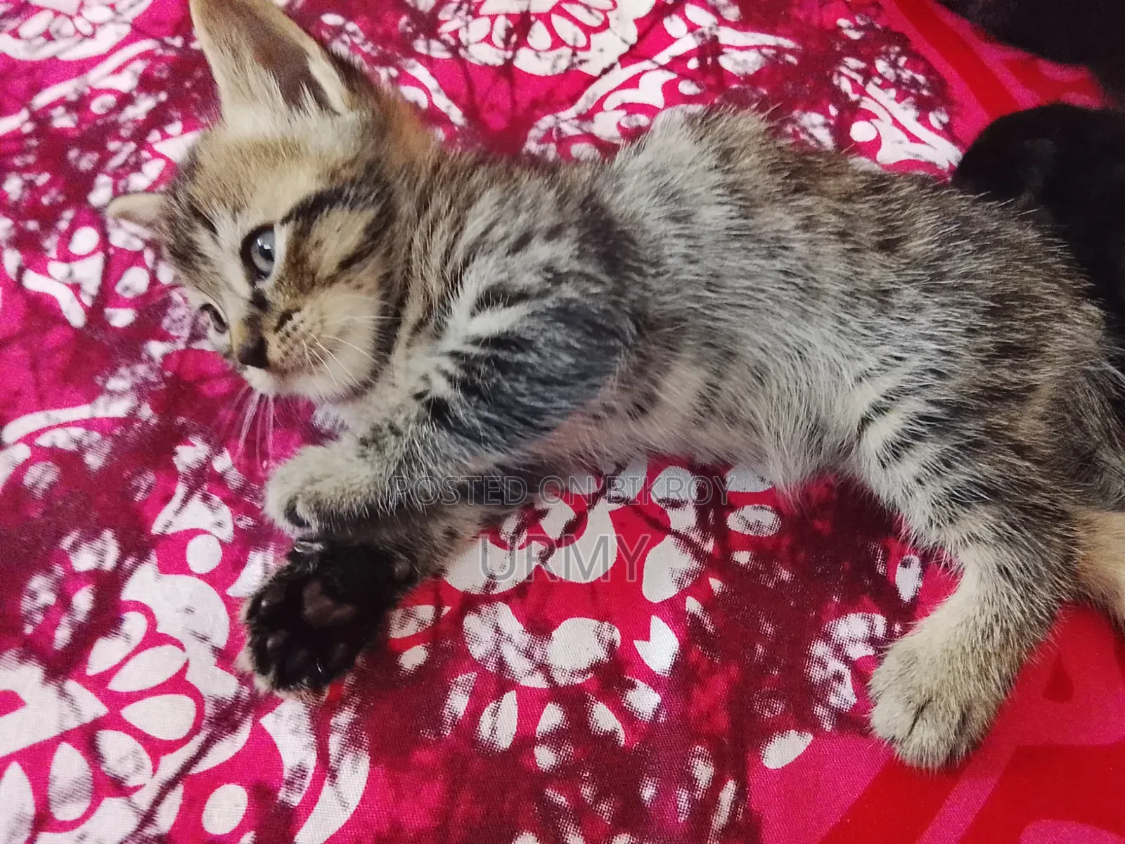 0-1 month Male Mixed Breed Persian