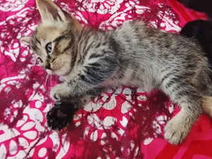 0-1 month Male Mixed Breed Persian