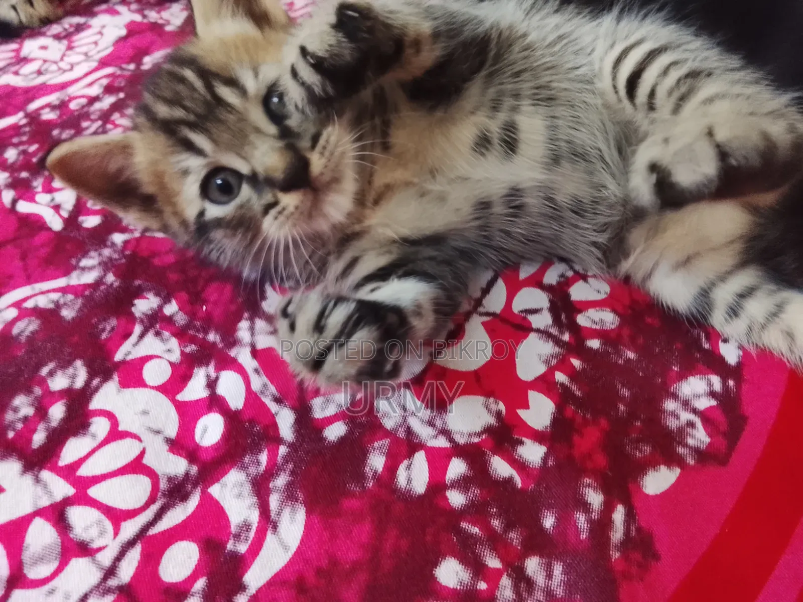 0-1 month Male Mixed Breed Persian