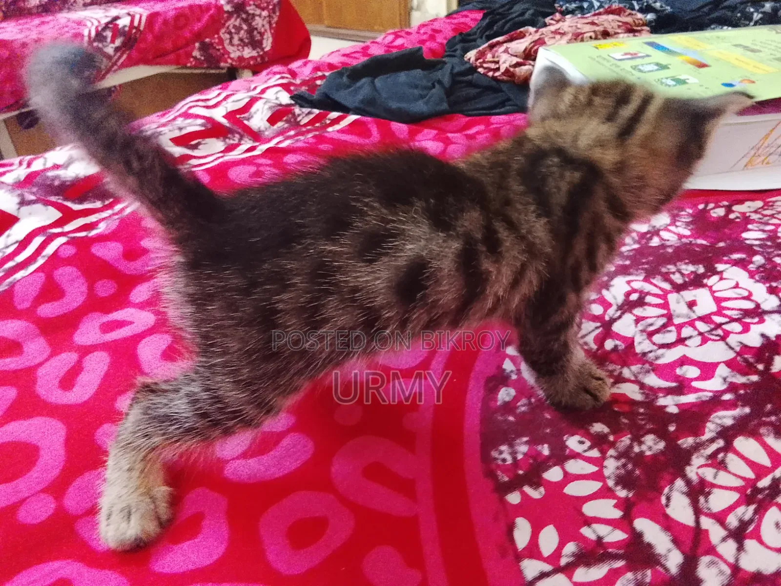 0-1 month Male Mixed Breed Persian