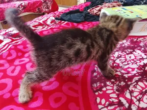 0-1 month Male Mixed Breed Persian