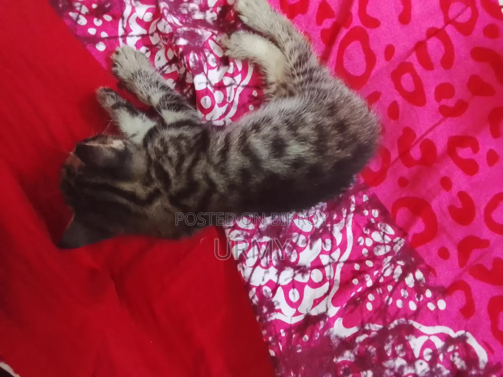 0-1 month Male Mixed Breed Persian