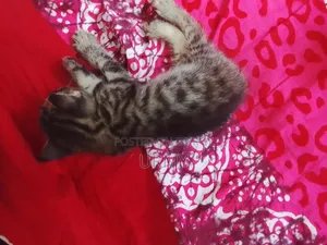 0-1 month Male Mixed Breed Persian