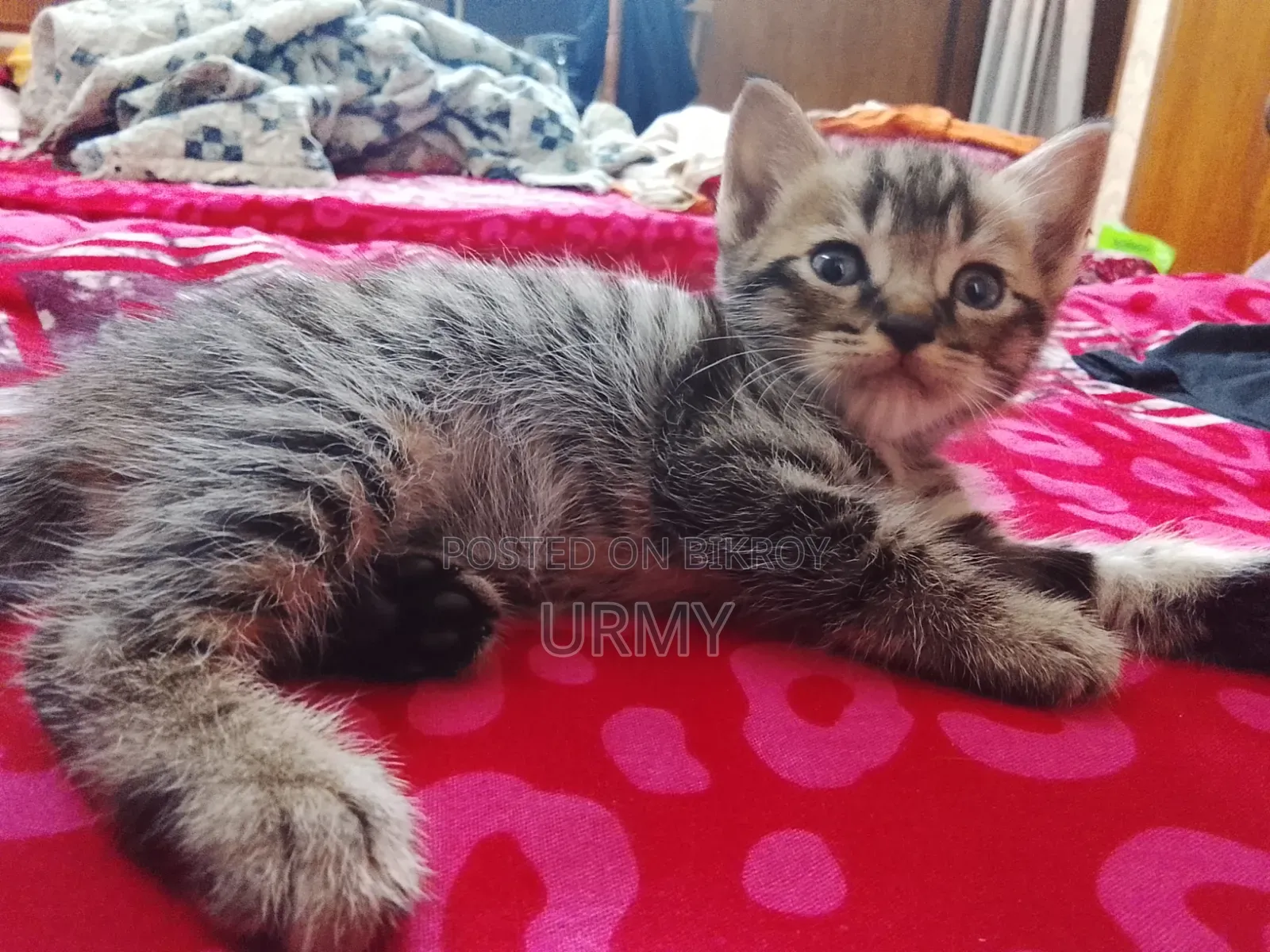 0-1 month Male Mixed Breed Persian