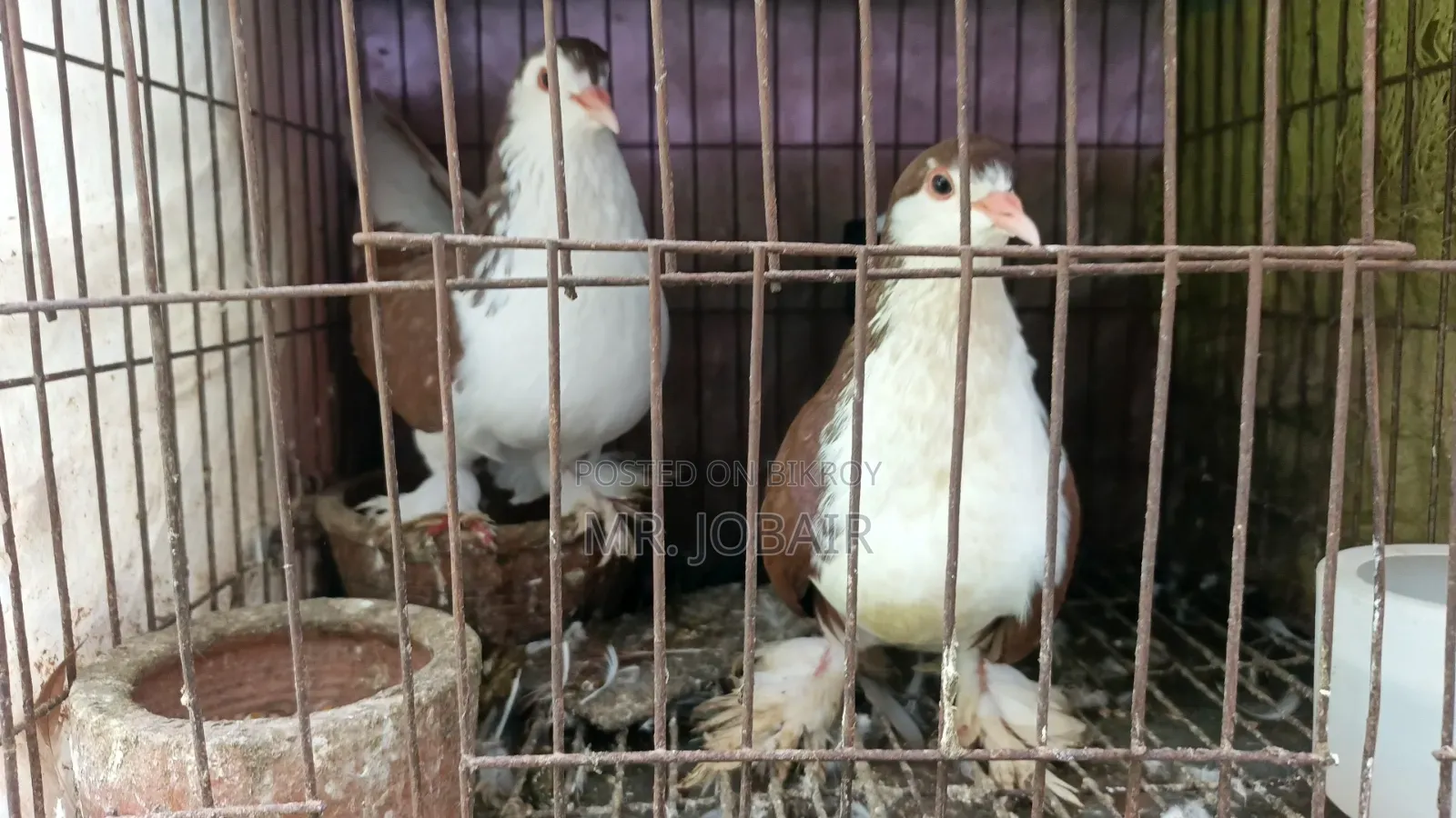 A Pair of Original Lahori Siraji Pigeons for Sale