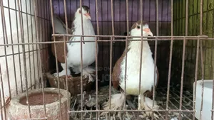 A Pair of Original Lahori Siraji Pigeons for Sale