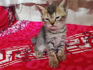 0-1 month Male Mixed Breed Persian