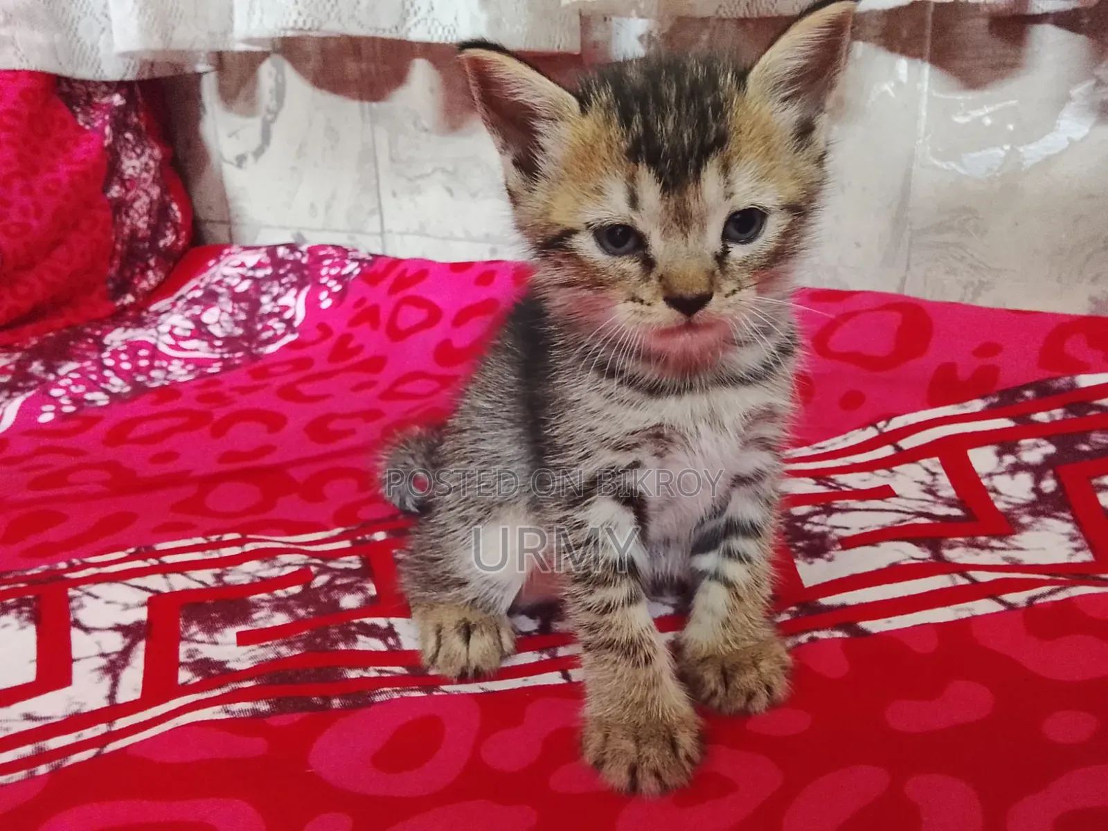0-1 month Male Mixed Breed Persian