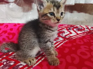 0-1 month Male Mixed Breed Persian