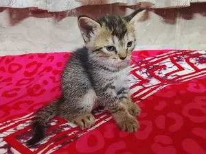 0-1 month Male Mixed Breed Persian