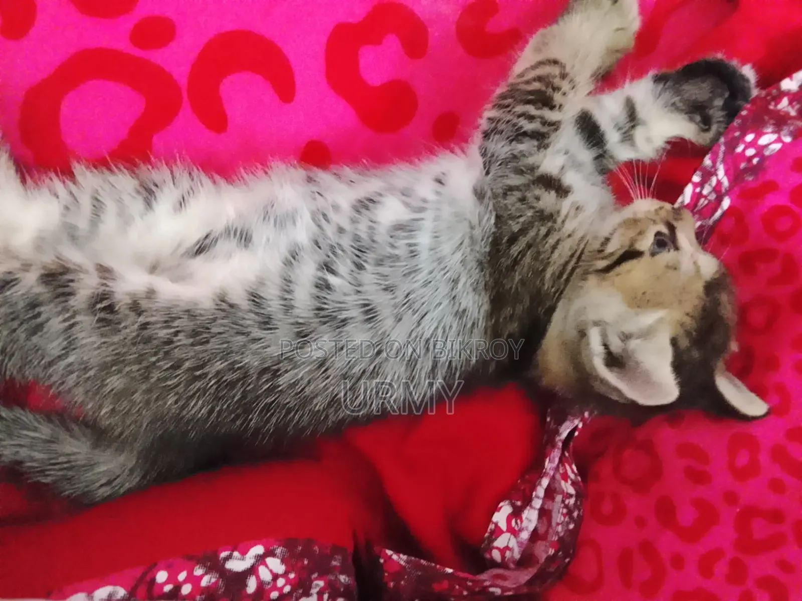 0-1 month Male Mixed Breed Persian