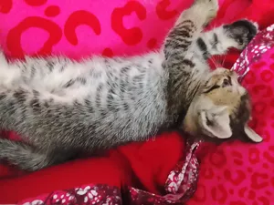 0-1 month Male Mixed Breed Persian