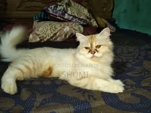 6-12 months Female Purebred Persian