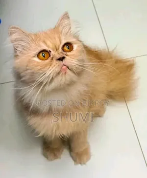 6-12 months Female Purebred Persian