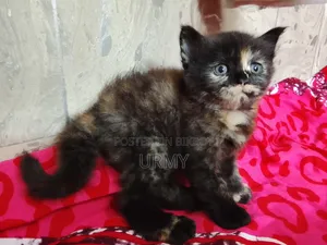 0-1 Month Female Mixed Breed Persian