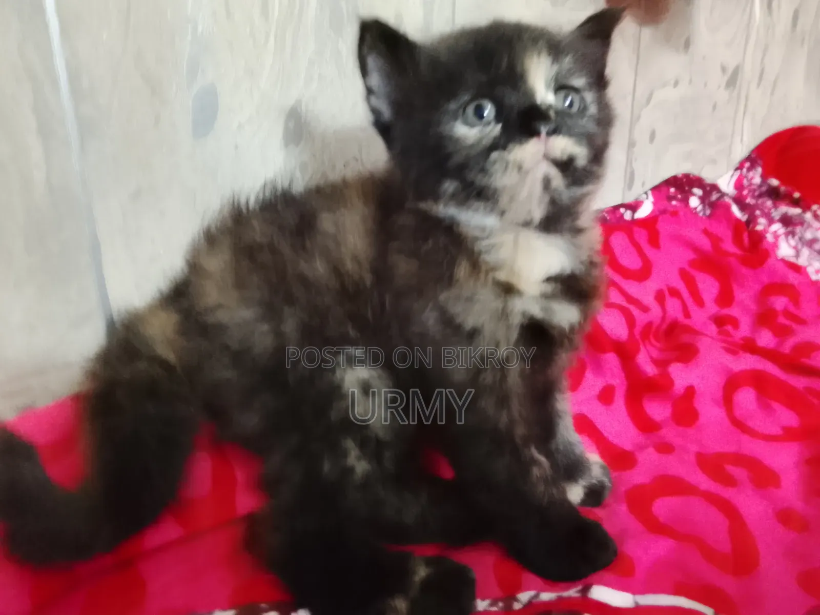 0-1 Month Female Mixed Breed Persian