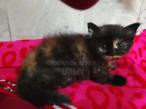 0-1 Month Female Mixed Breed Persian