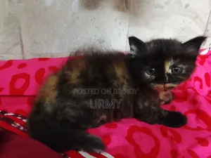 0-1 Month Female Mixed Breed Persian