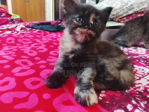 0-1 Month Female Mixed Breed Persian