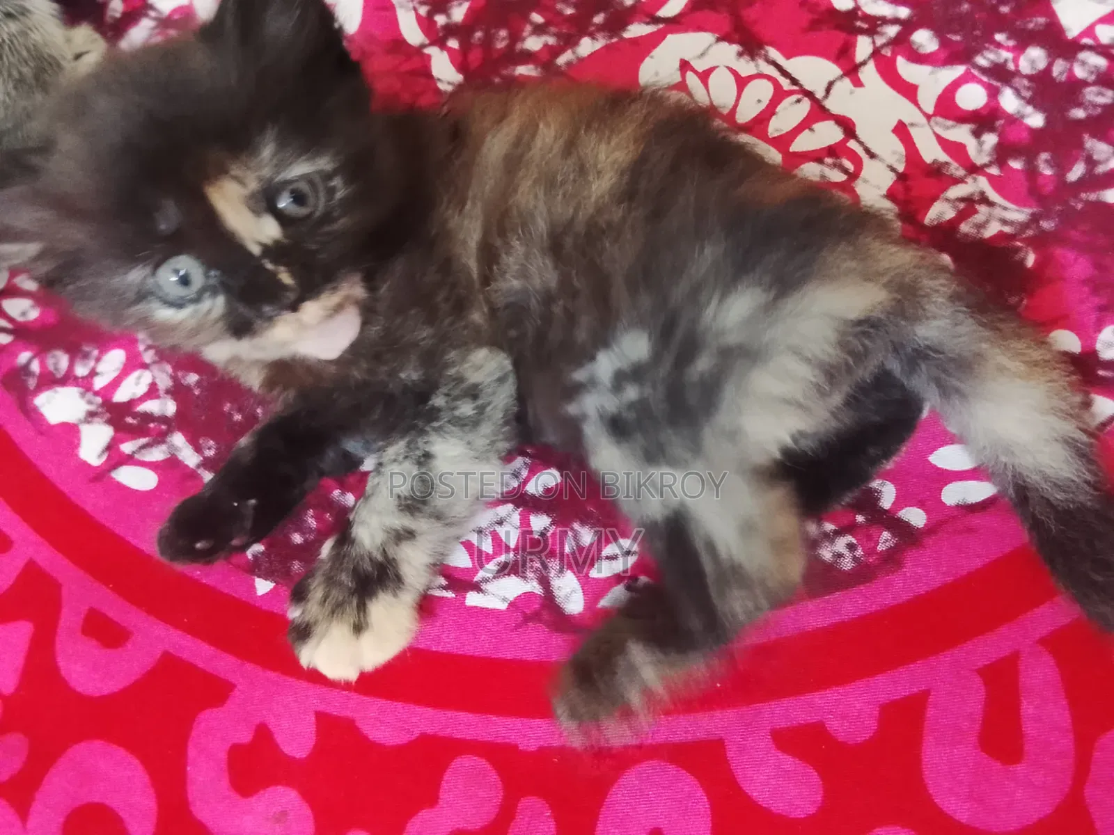 0-1 Month Female Mixed Breed Persian
