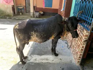 এই ষাঁড়টি বিক্রি করা হবে