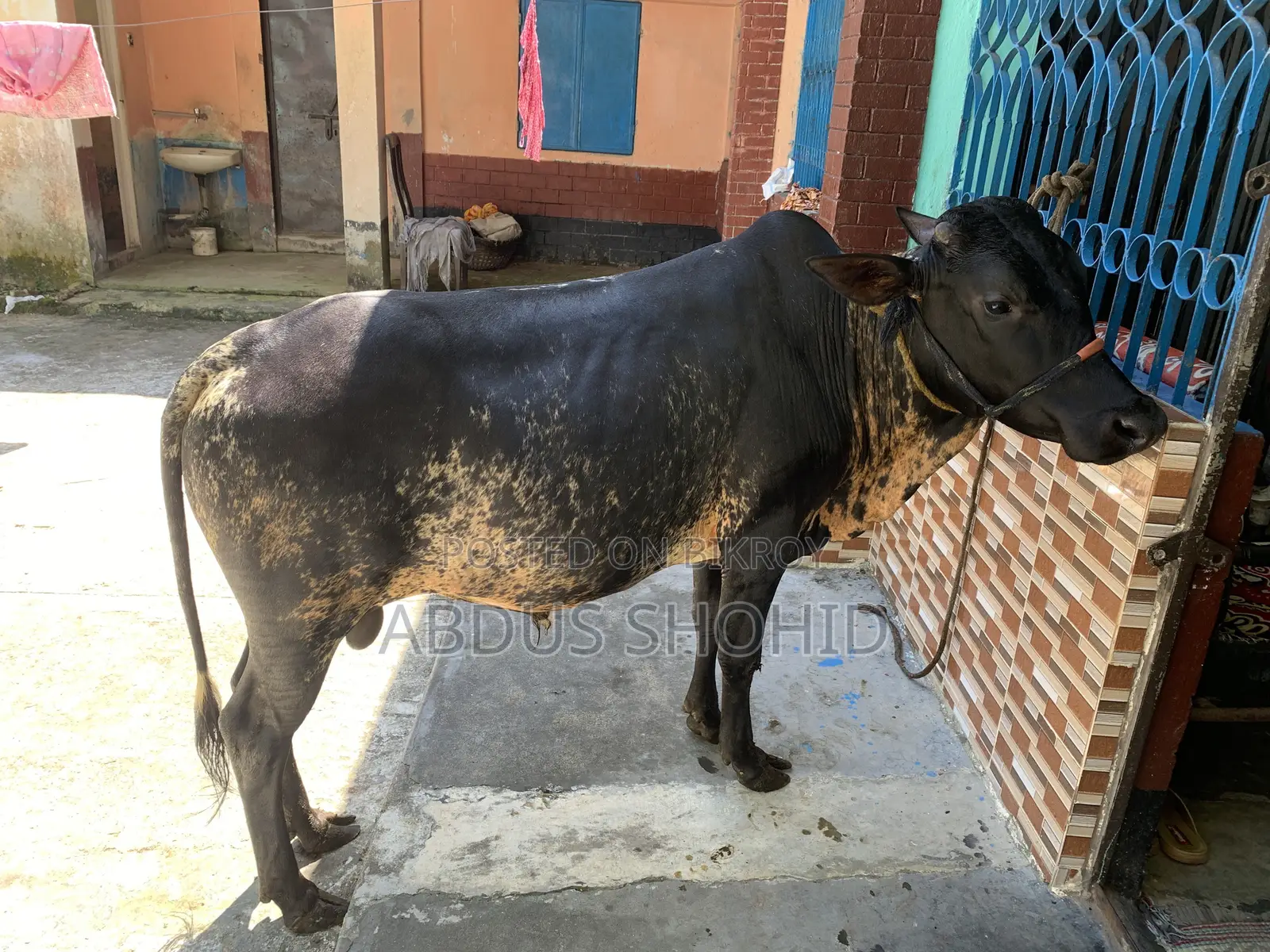 এই ষাঁড়টি বিক্রি করা হবে
