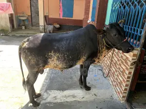 এই ষাঁড়টি বিক্রি করা হবে